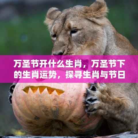 万圣节生肖运势揭秘，探寻生肖与节日的神秘关联