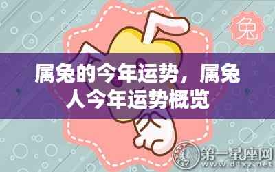 属兔人今年运势概览，全面解析属兔者的运势走向