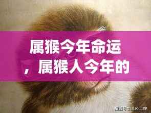 属猴人今年命运展望，运势解析与前景预测