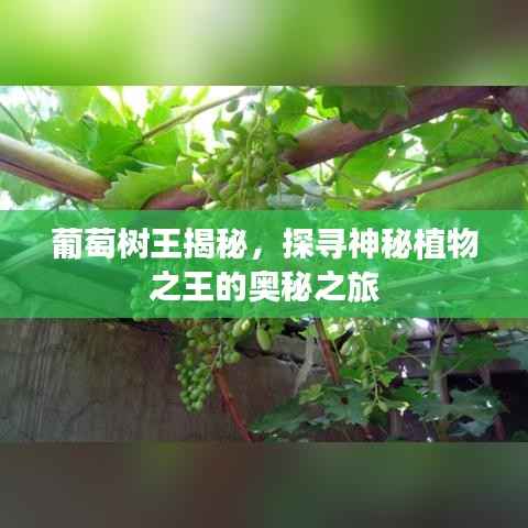 葡萄树王揭秘，探寻神秘植物之王的奥秘之旅